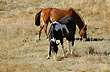 Grazing - Photo: Jorge Gonz�lez