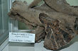 Cacite druse - Geological Mining Museum - Photo: Jorge Gonz�lez
