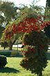 Colorful plants - Photo: Jorge Gonz�lez