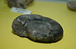 Fossil Crustacean, exposed at the Geological Mining Museum - Photo: Jorge Gonz�lez