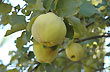 Quince: one aspect of fruit production at Colonia 25 de Mayo - Photo: Jorge Gonz�lez