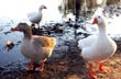 Patos en el Tajamar - Photo: RFC - Welcomeargentina.com Patos en el Tajamar - Photo: RFC - Welcomeargentina.com