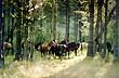 Caballos y araucarias - Foto: Santiago Gaudio Caballos y araucarias - Foto: Santiago Gaudio