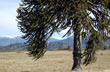Allá lejos, el Lanín - Foto: Eduardo Epifanio Allá lejos, el Lanín - Foto: Eduardo Epifanio
