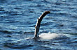 Humpback whales - Photo: Mart�n Rubinetti