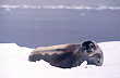Sea lions - Photo: Secretar�a de Turismo de la Naci�n