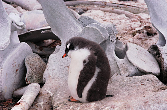 Pichón de pingüino