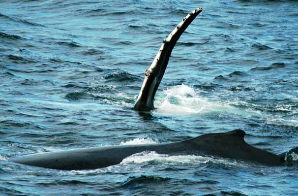 Ballenas Humpback - Autor: Mart�n Rubinetti