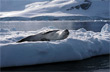 Tomando el sol - Photo: Mart�n Rubinetti
