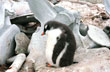 Entre los restos de una ballena - Photo: Mart�n Rubinetti