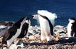 Altercado austral - Photo: Mart�n Rubinetti
