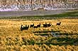 Llamas negras - Foto: Instituto Nacional de Antropolog�a y Pensamiento Latinoamericano