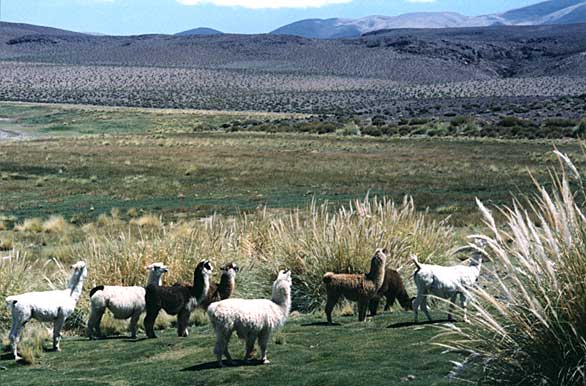 <i>Llama</i> shepherding