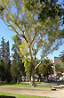 Plaza Rivadavia - Foto: Jorge Gonz�lez