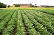 Cultivo de papa - Foto: Foto Manetti