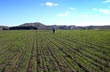 Wheat swon field - Photo: Foto Manetti