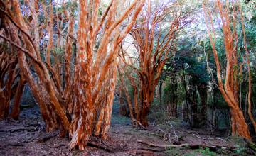 Vida Sana y buena vibra: la energía de caminar por un bosque de arrayanes