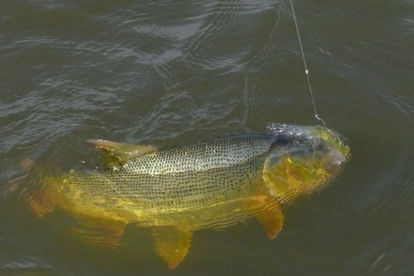 El dorado es uno de los peces más buscados por los pescadores