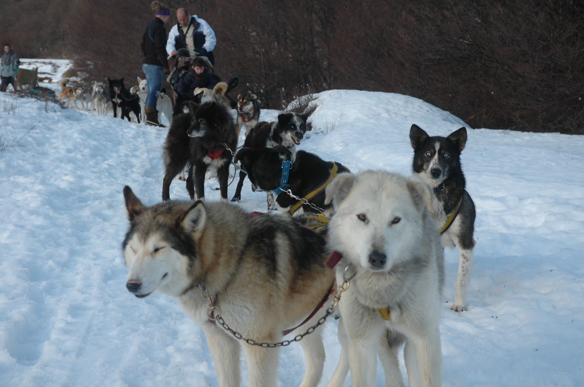 Trineos con perros en Ushuaia