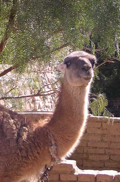 Llama curiosa - Autor: Karina Jozami