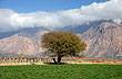 Vi�edos en el Valle Calchaqu� - Foto: Eduardo Epifanio