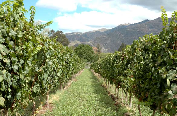 Los viñedos del los Valles Calchaquíes