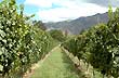 Los vi�edos del los Valles Calchaqu�es - Photo: Jorge Gonz�lez