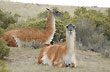Guanacos  - Foto: Jorge Gonz�lez