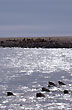 Lobos en la reserva - Foto: Marcelo Figueredo