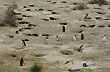 Ping�inera cabo Dos Bah�as (40.000 ejemplares) - Foto: Jorge Gonz�lez