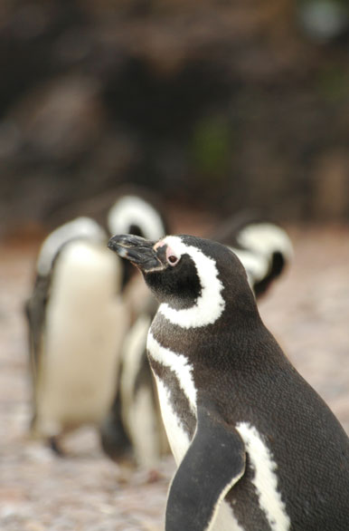 Pingüinos magallánicos