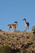 Guanacos sobre el filo - Foto: Marcelo Figueredo