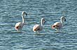 Grandes flamencos - Foto: Pablo Etchevers