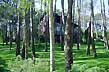 Bosque y arquitectura - Photo: Pablo Etchevers