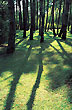 Sombras en el bosque - Photo: Santiago Gaudio