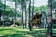 Fusi�n de la arquitectura y el bosque - Photo: Santiago Gaudio