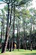 Escondida entre los �rboles - Photo: Santiago Gaudio