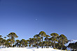 Bosque de araucarias - Foto: Gustavo Armand Ugon