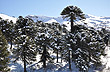 Araucarias nevadas - Foto: Gustavo Armand Ugon