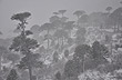 Nevando en Caviahue - Foto: Gustavo Armand Ugon