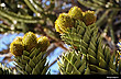 Fruto de las Araucarias - Foto: Gustavo Armand Ugon