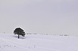 Solitaria araucaria - Foto: Gustavo Armand Ugon
