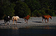 Equinos en el lago - Foto: Eduardo Epifanio