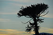Araucaria - Foto: Jorge Gonz�lez