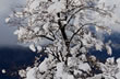 Winter scene - Photo: Mariano Paz