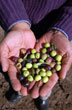 Olives - Photo: Marcelo Sola