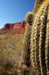 Cactus texture - Photo: Marcelo Sola