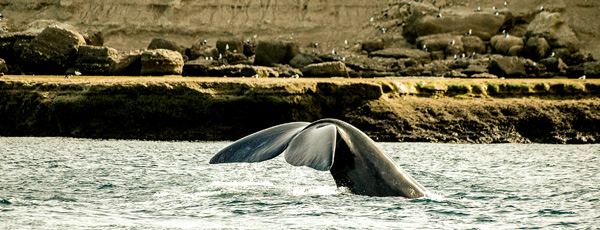 Whales at Valdés Peninsula