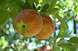 Manzana Red Delicious - Photo: Jorge Gonz�lez
