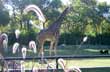 Buenos Aires Zoo  - Photo: Jorge Gonz�lez
